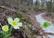 16 Primula vulgaris (Primula comune)